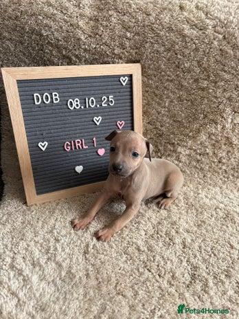 Italian Greyhound dogs Italian greyhound puppies - Advert 1