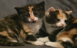 Mixed Breed cats for sale: Last girl left  - Image 9