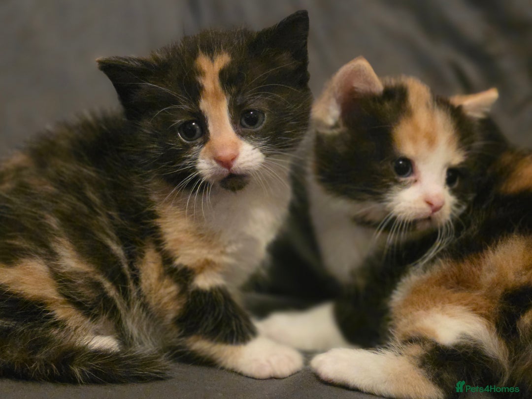 Mixed Breed cats for sale: Last girl left  - Image 9