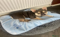 French Bulldog dogs for sale: Beautiful French bulldog boy 1 year old - Image 1