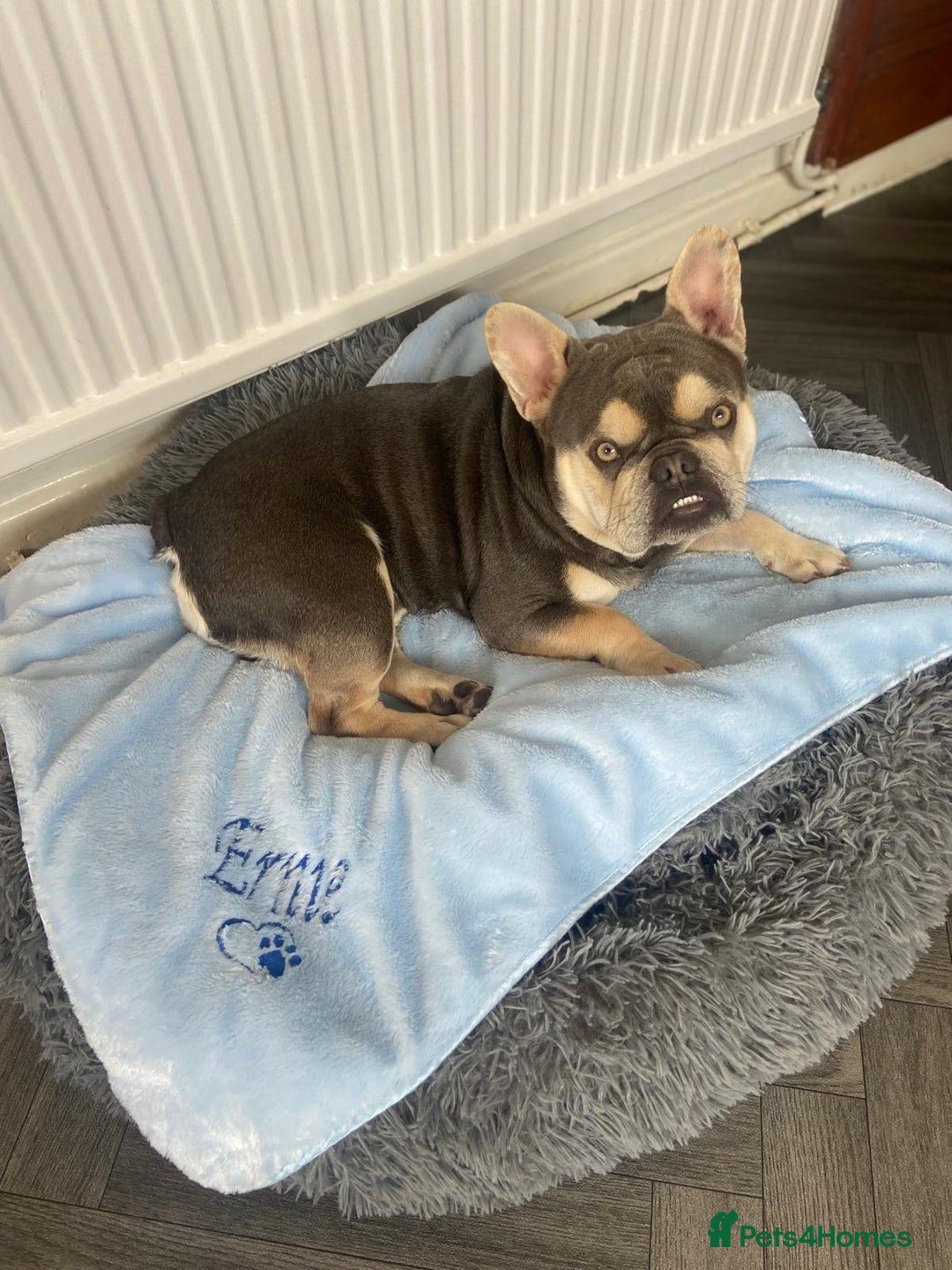 French Bulldog dogs for sale: Beautiful French bulldog boy 1 year old - Image 1
