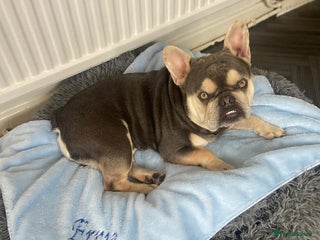 French Bulldog dogs - Advert 7