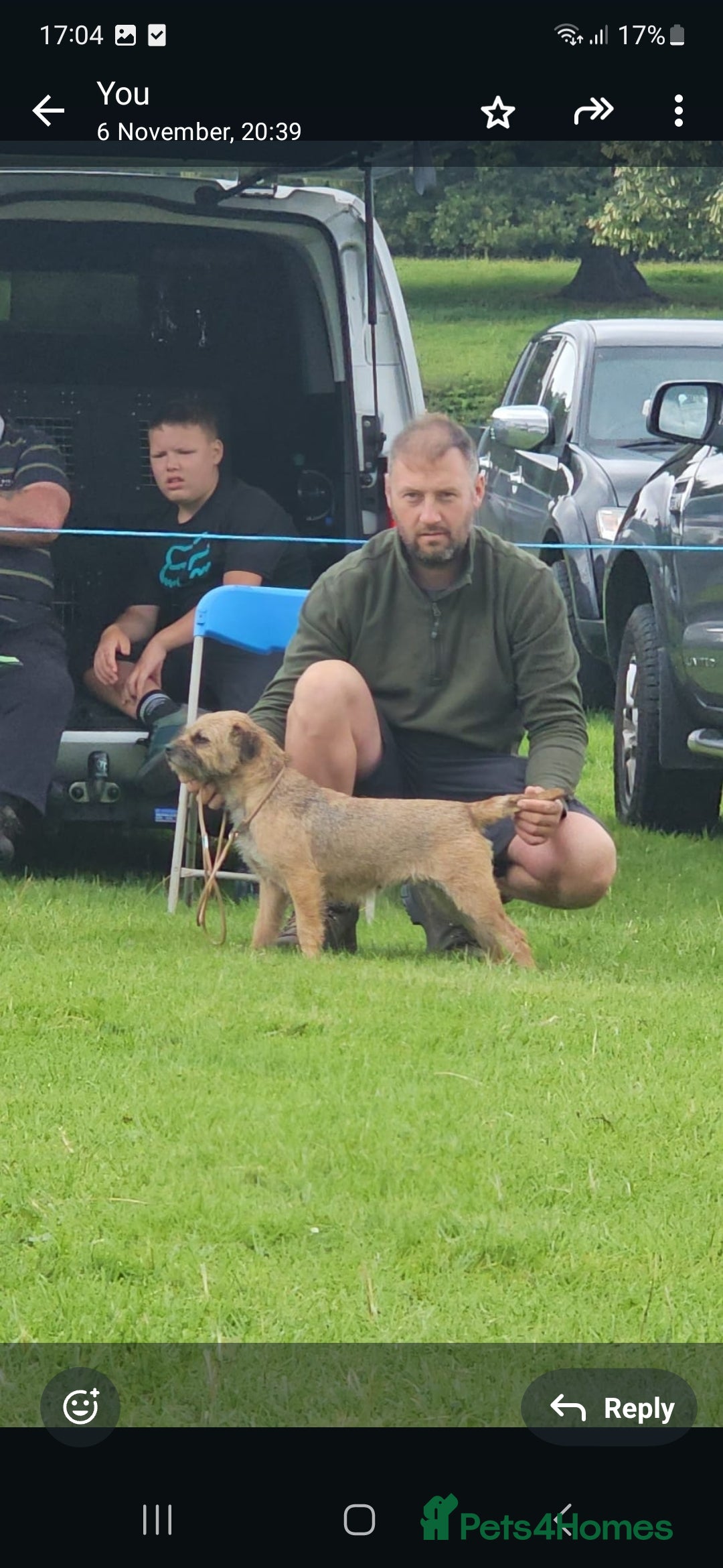 Border Terrier dogs for sale: 2 excellent show quality border terrier dog pups - Advert 2