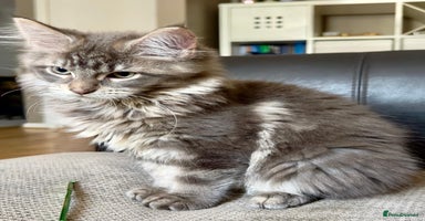 Maine Coon cats - Advert 8