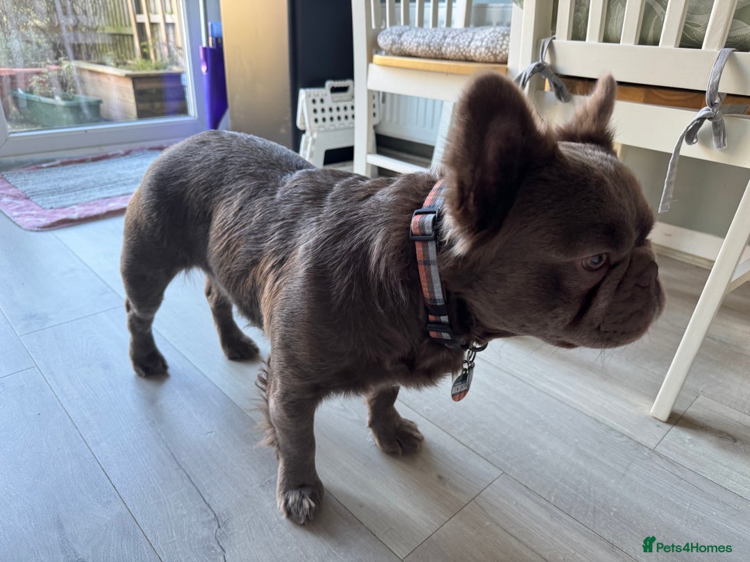 French Bulldog dogs for stud: *STUD* KC NEW SHADE ISABELLE FLUFFY FRENCH BULLDOG in Tonbridge - Advert 12