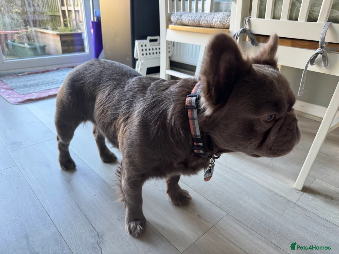 French Bulldog dogs for stud: *STUD* KC NEW SHADE ISABELLE FLUFFY FRENCH BULLDOG in Tonbridge - Advert 12