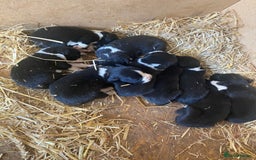 Mixed Breed dogs for sale: Collie x spaniel puppies - Image 5