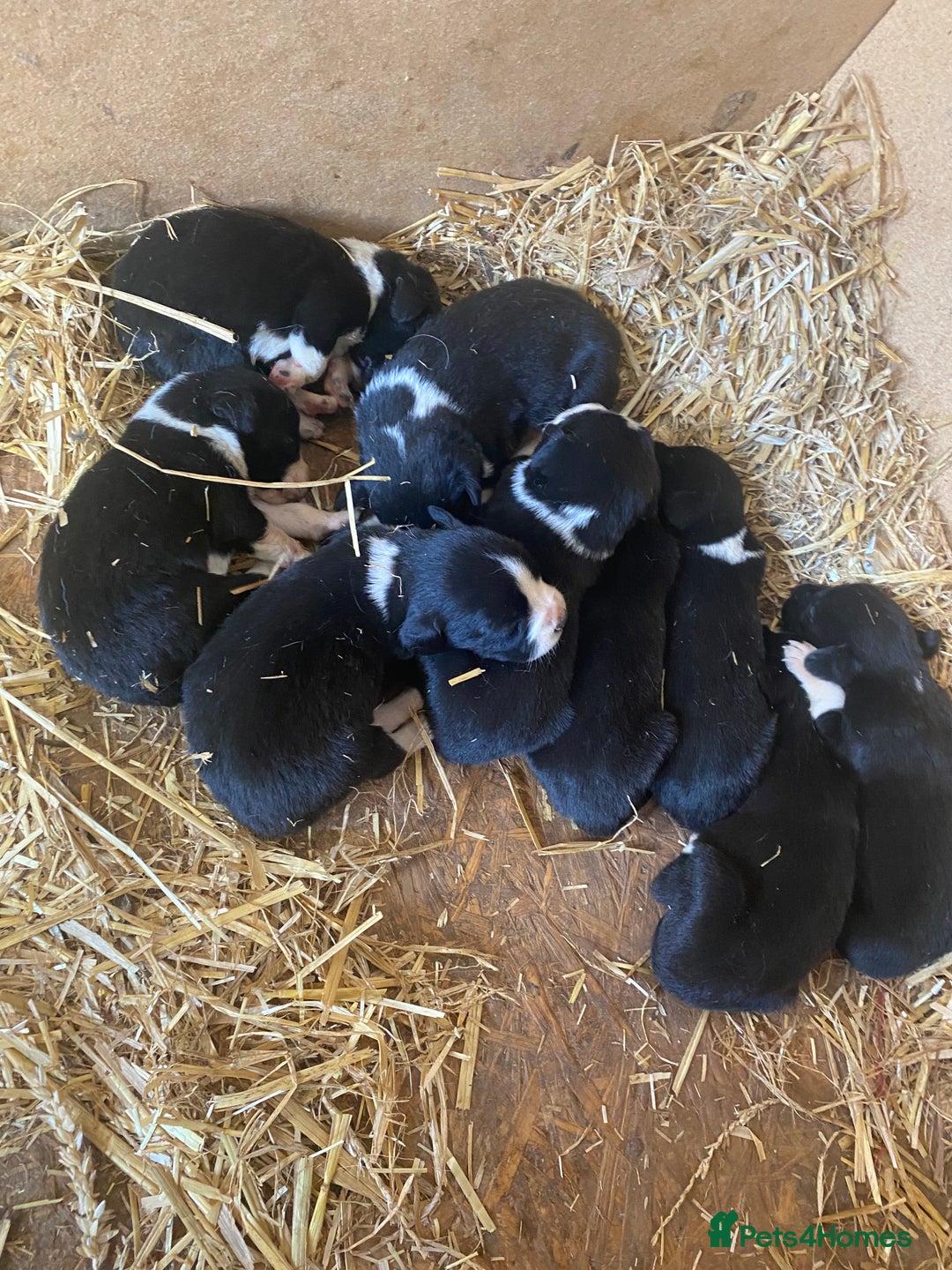 Mixed Breed dogs for sale: Collie x spaniel puppies - Image 5
