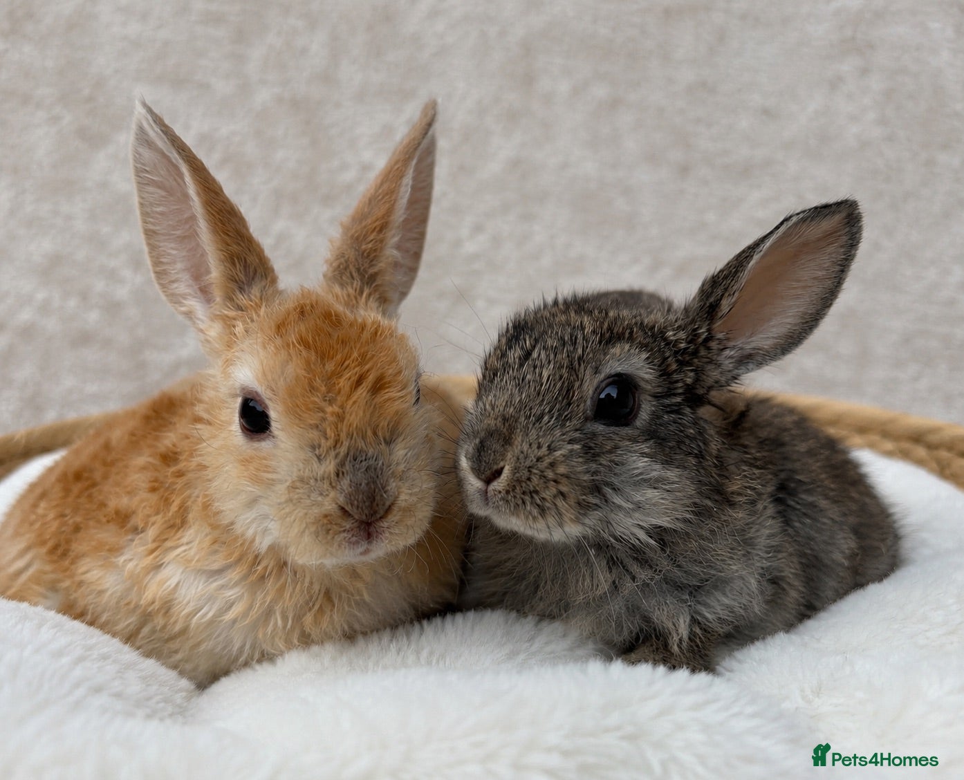 Mini Lop rabbits Hand reared baby rabbits  - Advert 13