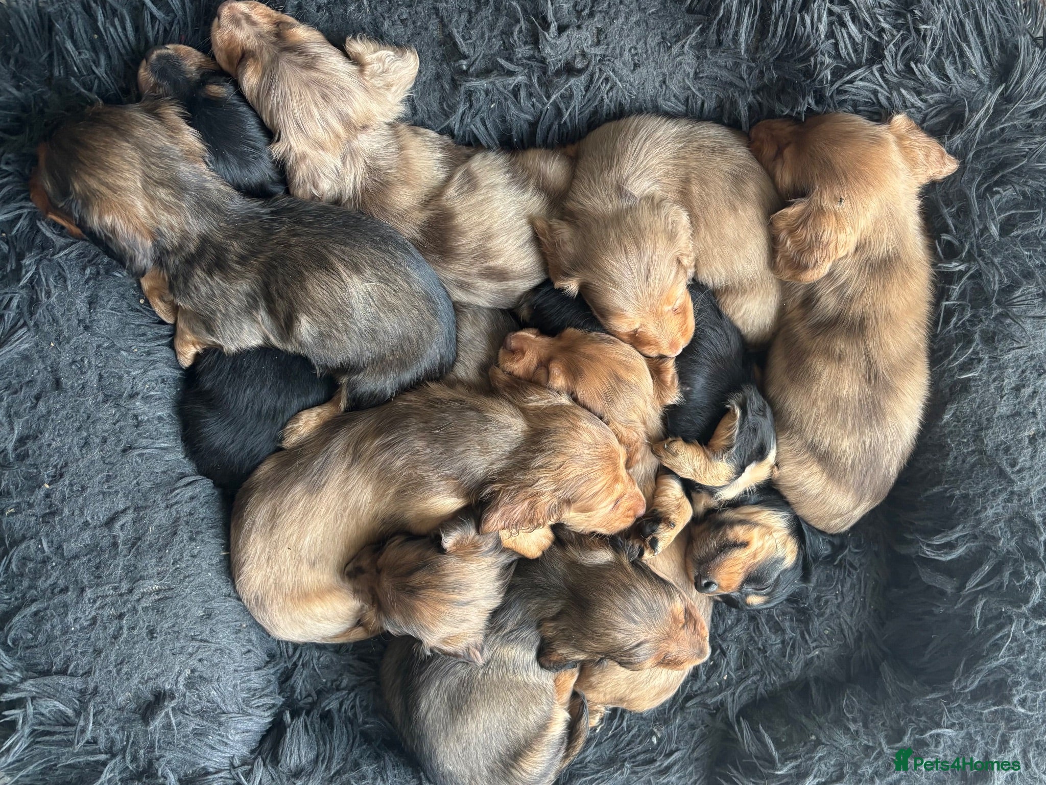 Dachshund dogs 7 Beautiful Dachshund Puppies - Advert 1