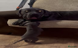 Cane Corso dogs for sale: Chunky blue cane corso pups - Image 13