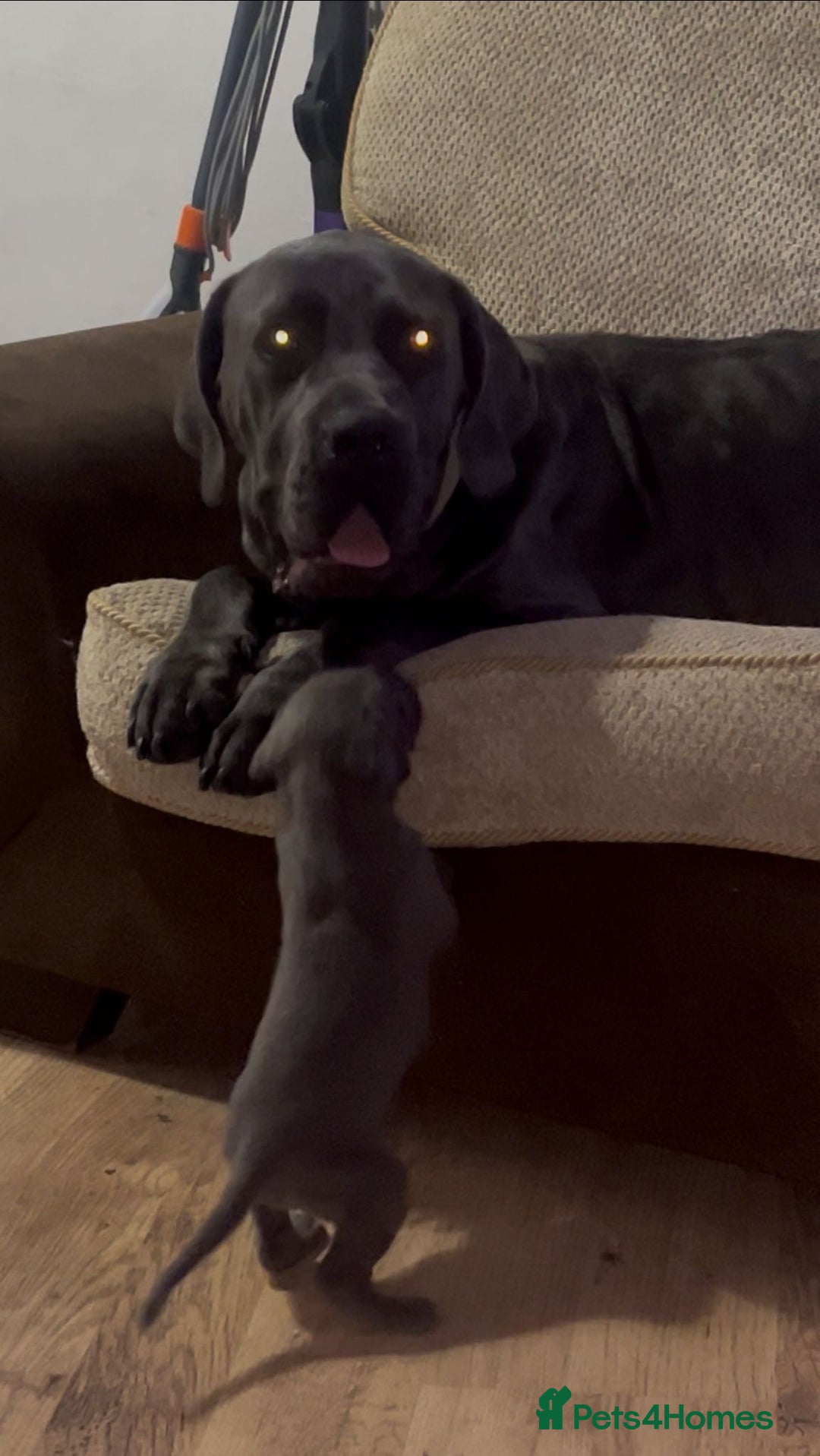 Cane Corso dogs for sale: Chunky blue cane corso pups - Image 13