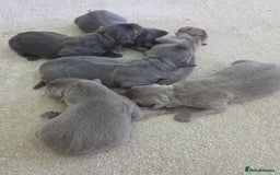 Labrador Retriever dogs for sale: 🩶 beautiful silver/Charcoal KC reg puppies 🩶 - Image 5