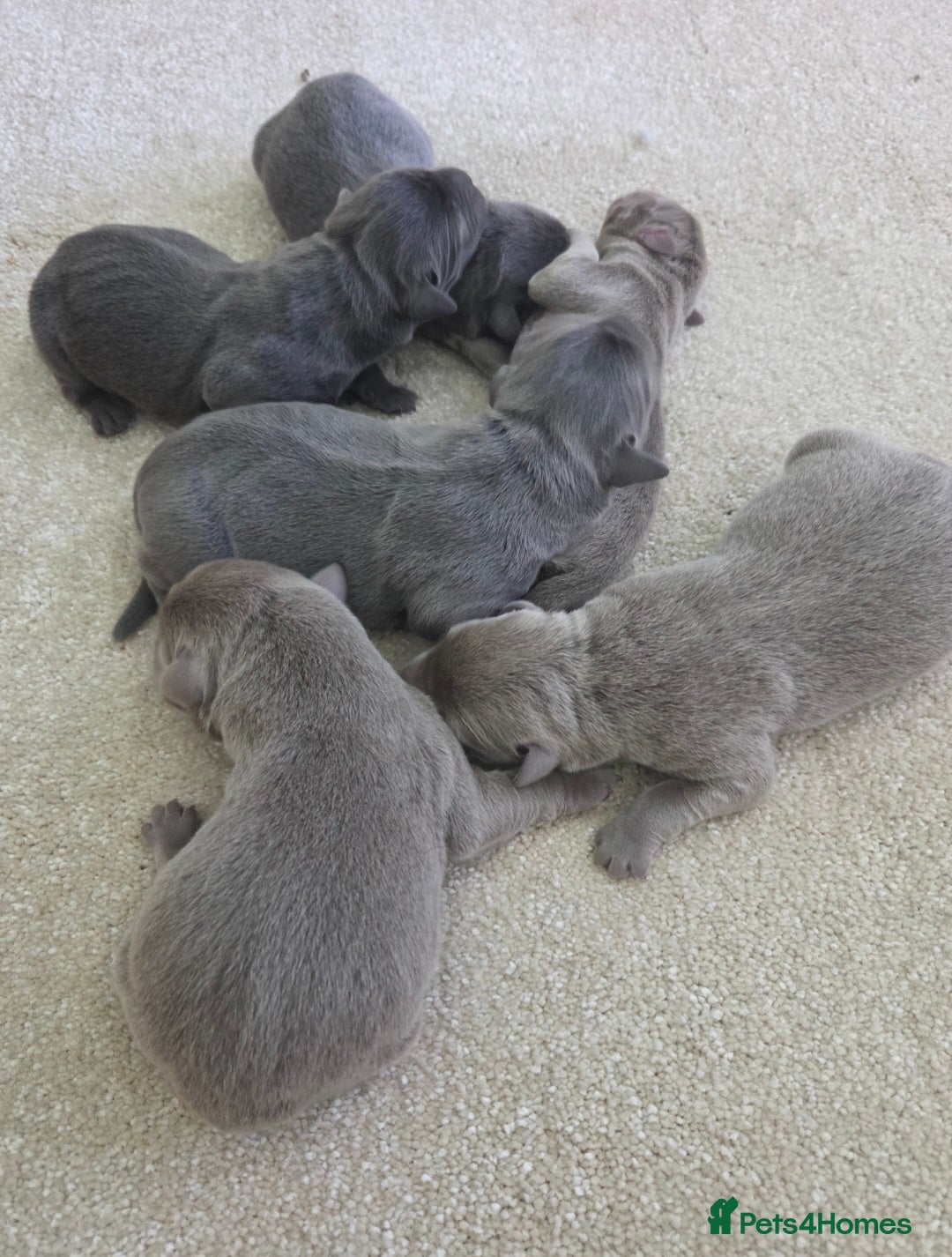 Labrador Retriever dogs for sale: 🩶 beautiful silver/Charcoal KC reg puppies 🩶 - Image 5