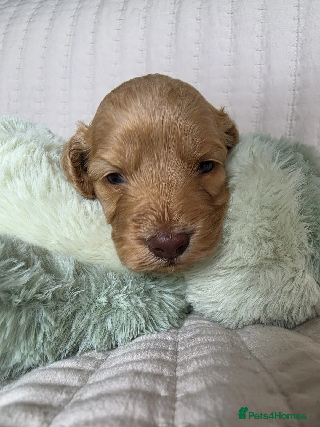 Cockapoo dogs for sale: Golden Cockapoo Puppies - Advert 2