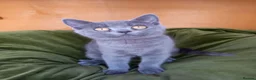 British Shorthair cats for sale: Super GCCF registered kittens  - Advert 2