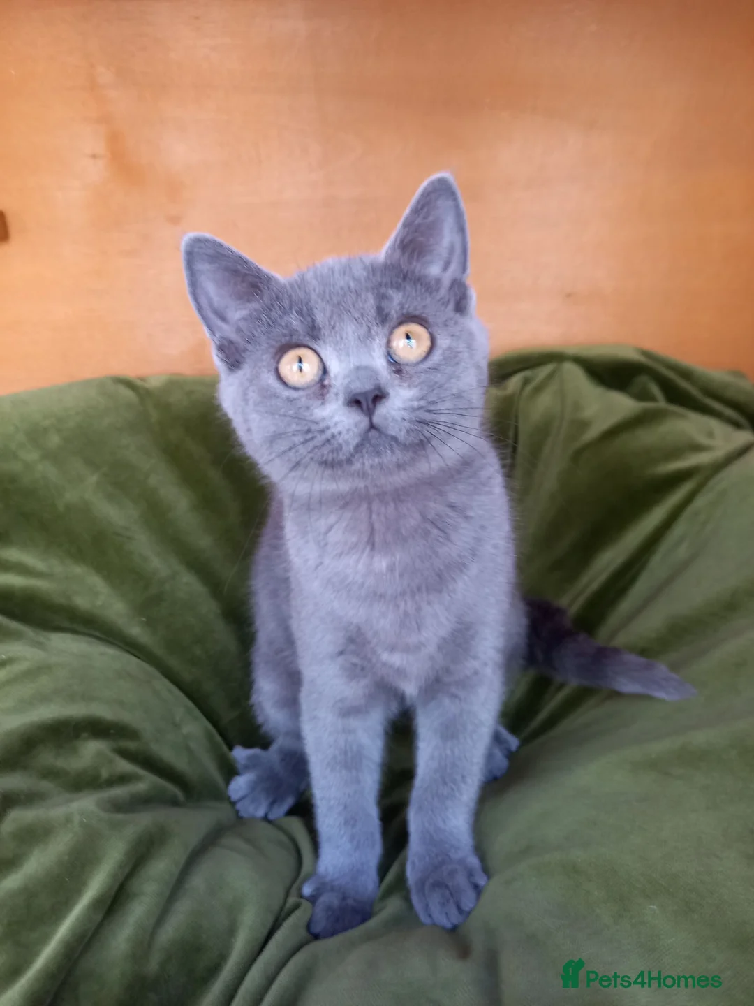 British Shorthair cats for sale: Super GCCF registered kittens  - Advert 2