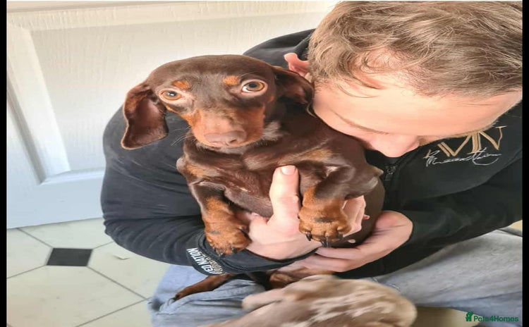 Miniature Dachshund dogs - Advert 3