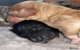 Cockapoo dogs for sale: Stunning Cockapoos - Image 10