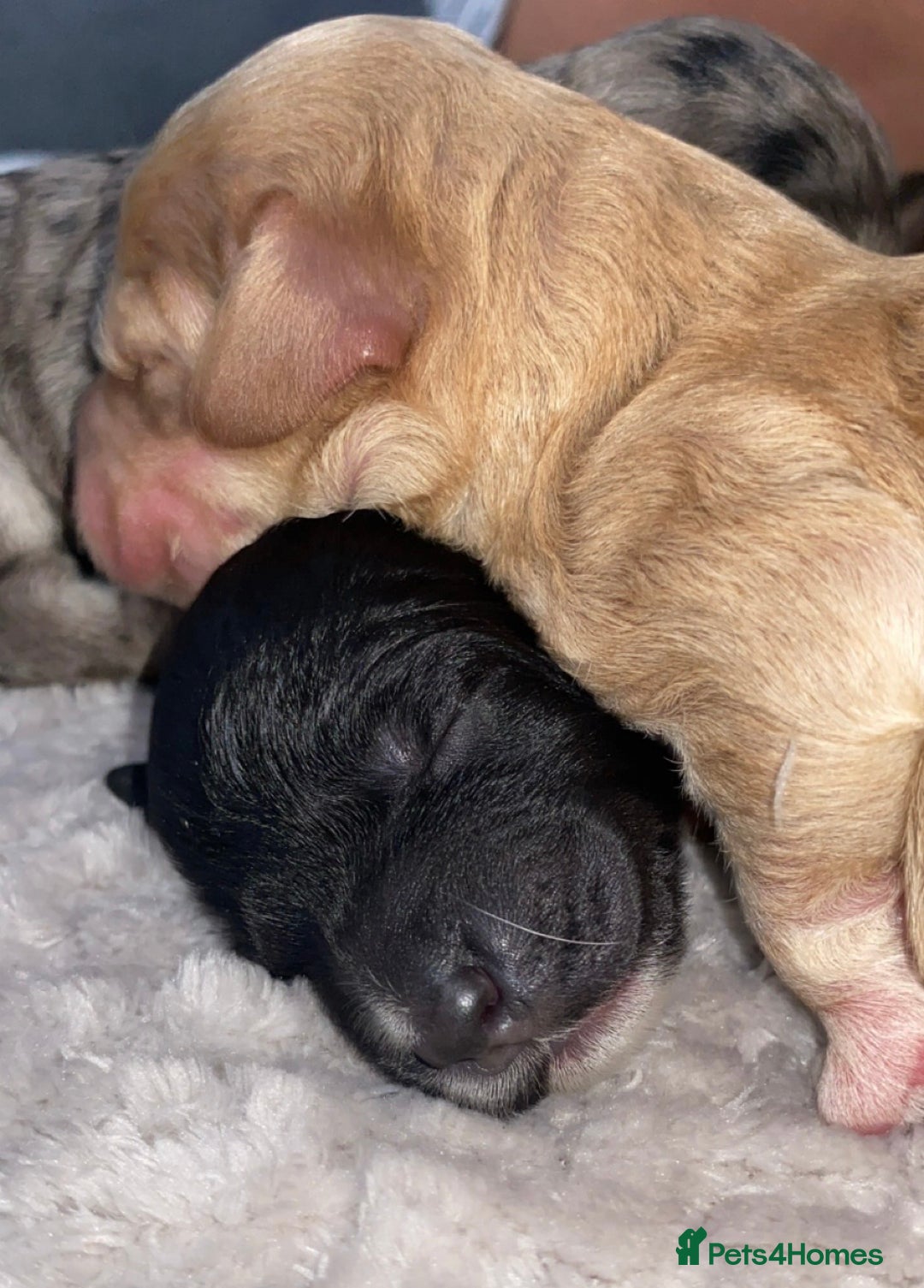 Cockapoo dogs for sale: Stunning Cockapoos - Image 10