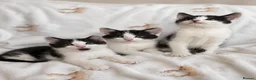 Mixed Breed cats for sale: 3 sweet kittens  - Advert 3