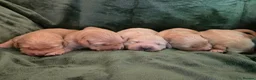 Golden Retriever dogs for sale: 🤍 Golden Retriever Puppies Raised with Love 🐾 - Advert 13