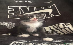 Mixed Breed cats for sale: Tabby/calico  - Image 13