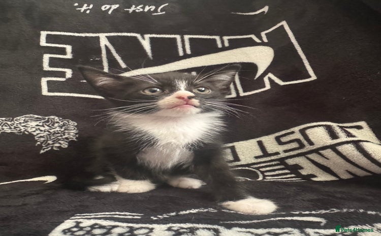 Mixed Breed cats - Advert 7