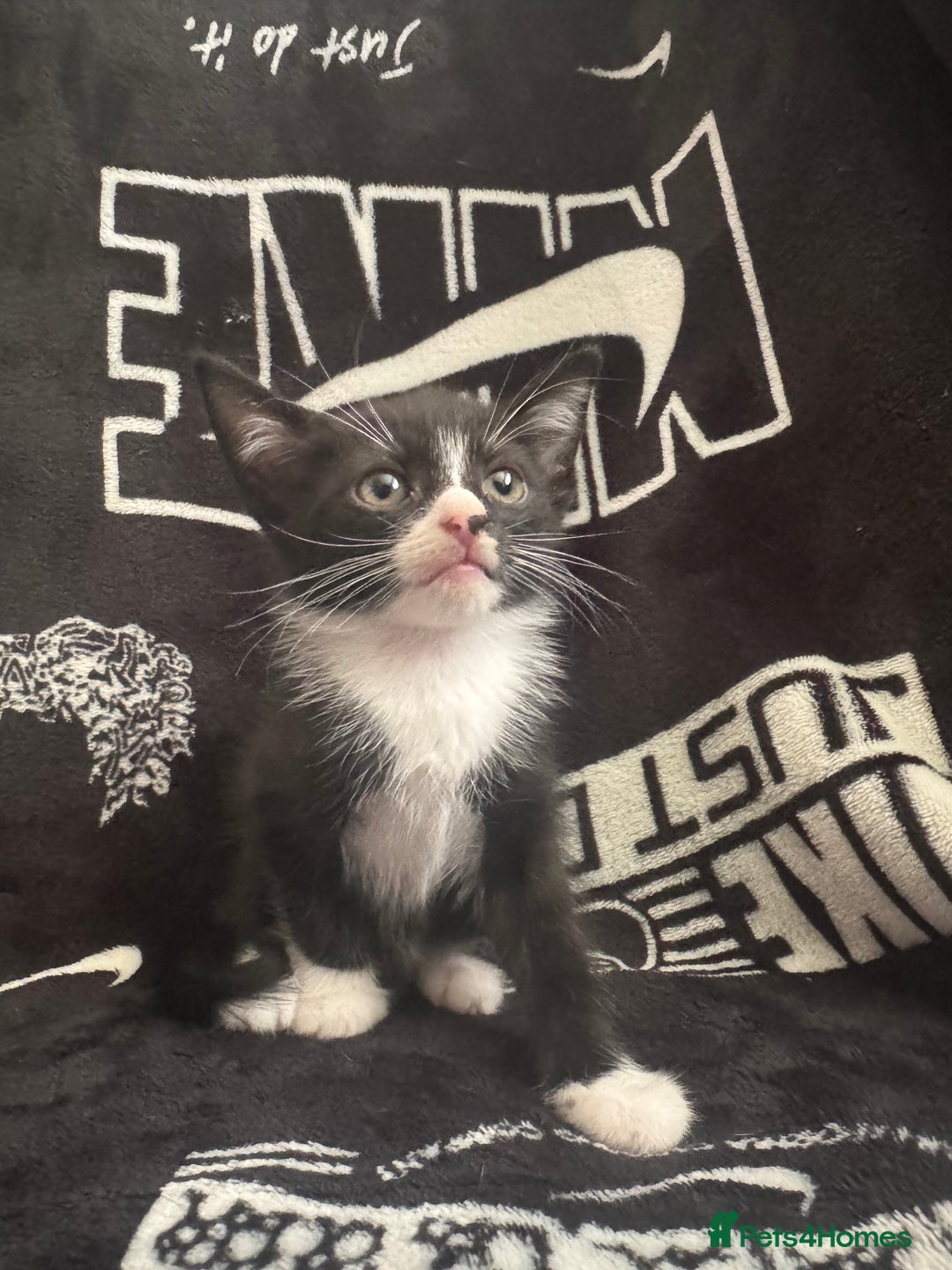 Mixed Breed cats for sale: Tabby/calico  - Image 13