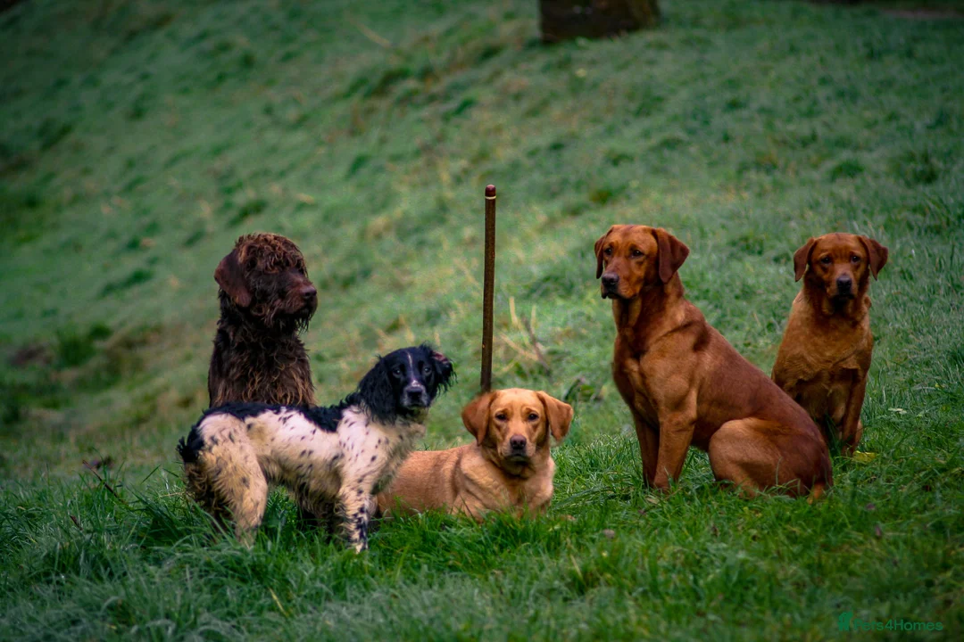 Labrador Retriever dogs for sale: Stunning litter of working KC yellow Labradors  - Advert 2