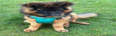 German Shepherd Adult