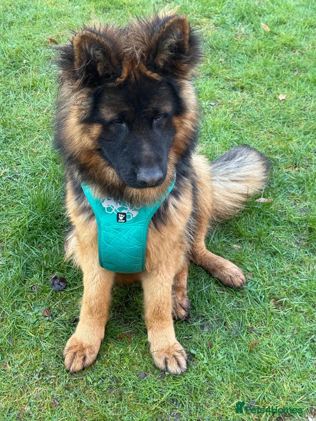 German Shepherd dogs for sale: German shepherd longhair in Milton Keynes - Advert 1
