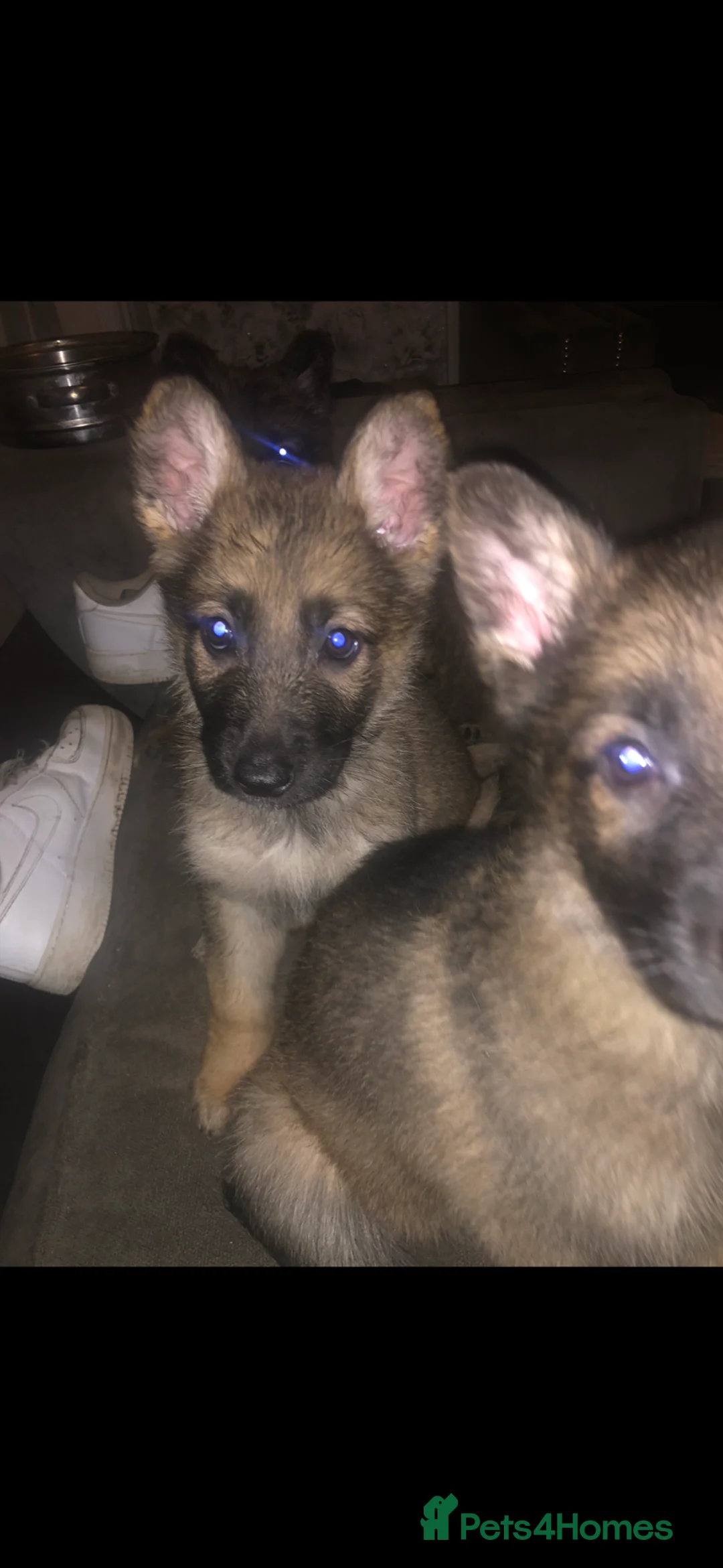 German Shepherd dogs for sale: Female German shepherd pups - Advert 2