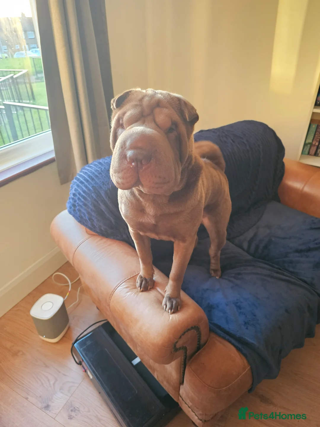 Shar Pei dogs for sale: Shar pei  - Advert 4