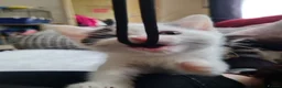 Mixed Breed cats for sale: White female kitten - Advert 3