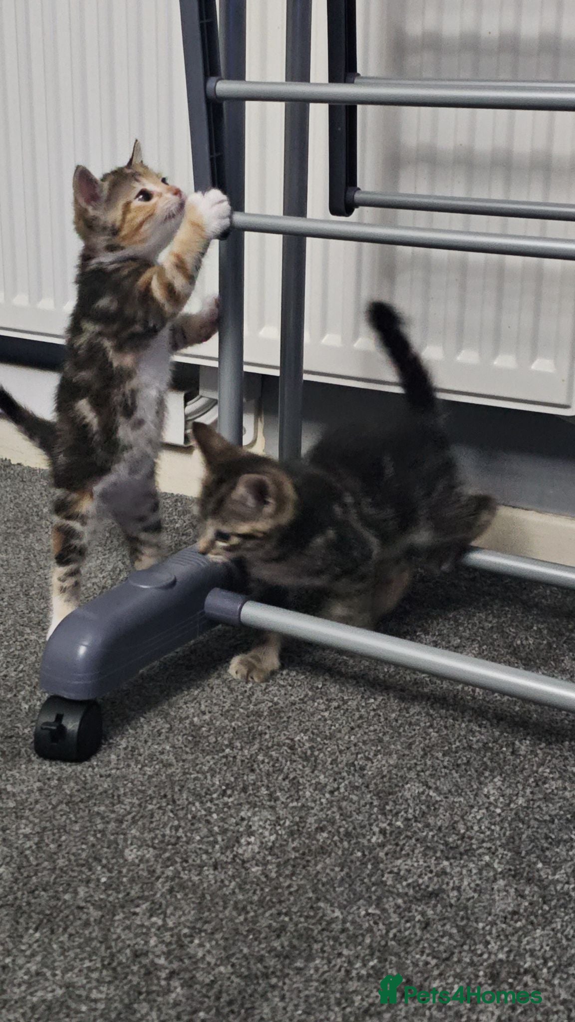 Mixed Breed cats 2 kittens available  - Advert 2