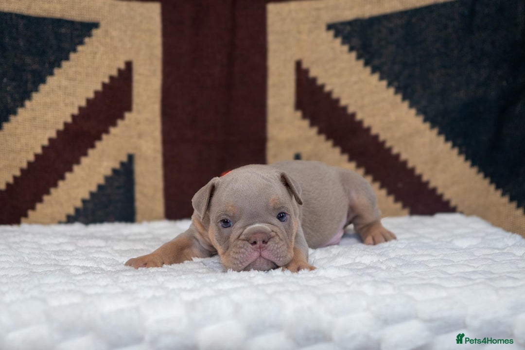 English Bulldog dogs for sale: For sale: 7 English Bulldog Puppies - Image 20