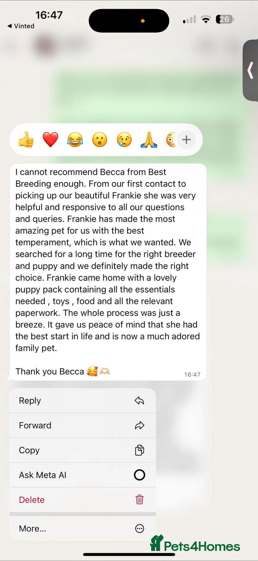 Cocker Spaniel dogs for sale: Showtype Cocker spaniel pups KC registered  - Advert 24