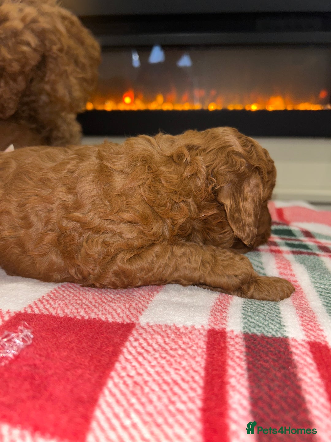 Miniature Poodle dogs for sale: 🐩Gorgeous deep red miniature poodles - Advert 13