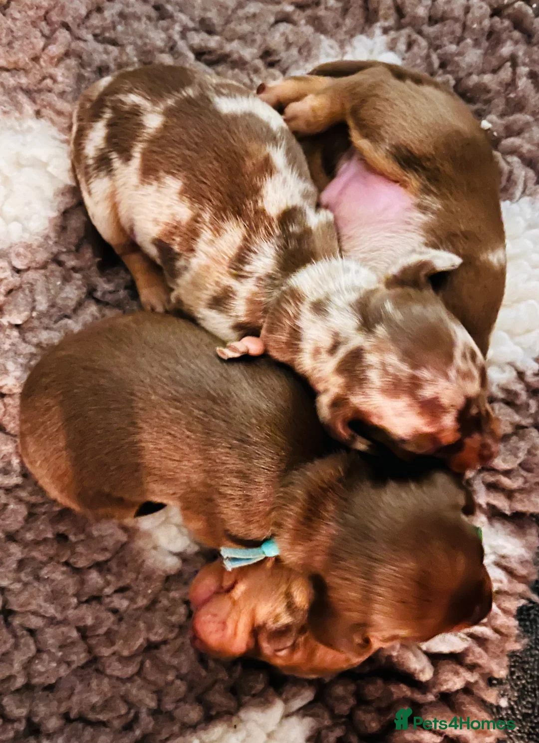 Miniature Dachshund dogs for sale: 7 mini dachshunds Exeter Devon  - Advert 18