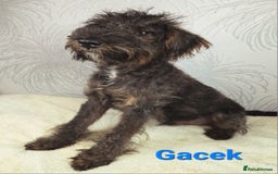 Australian Labradoodle dogs for sale: Australian Labradoodle × Fox Terrier Puppies - Image 23