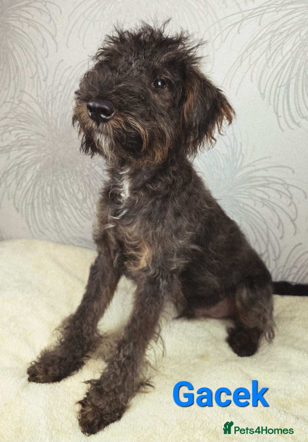 Australian Labradoodle dogs for sale: Australian Labradoodle × Fox Terrier Puppies - Image 23