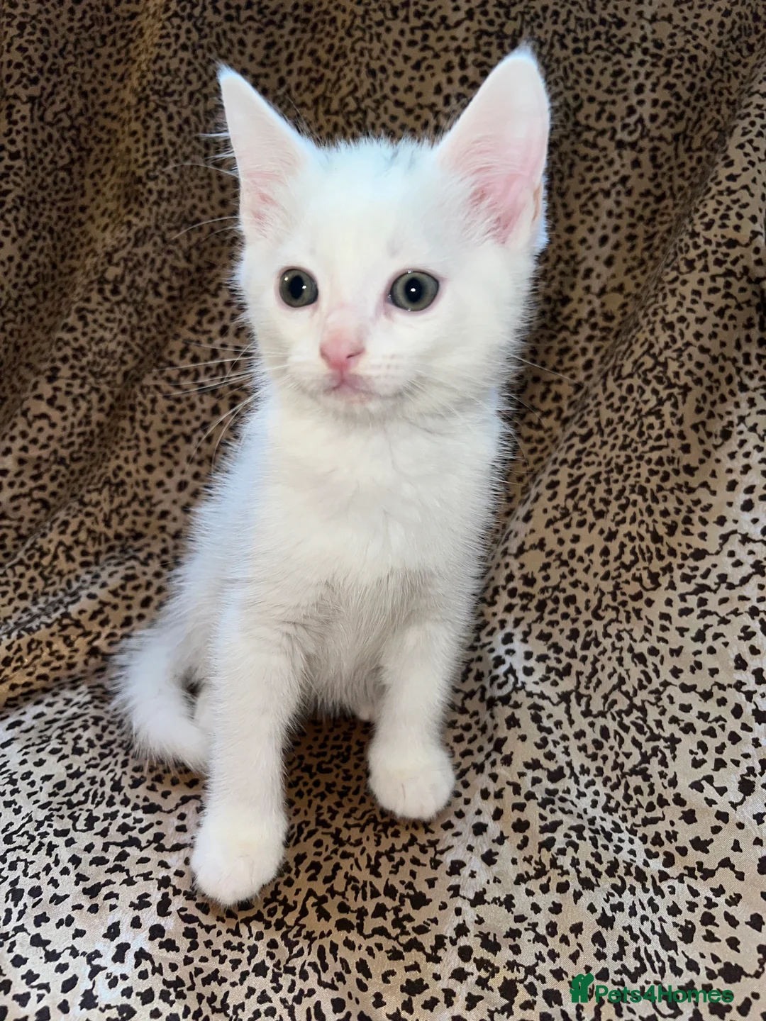 Turkish Angora cats for sale: Turkish Angola white kittens  - Advert 10
