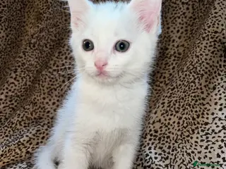 Turkish Angora cats Turkish Angola white kittens - Advert 2