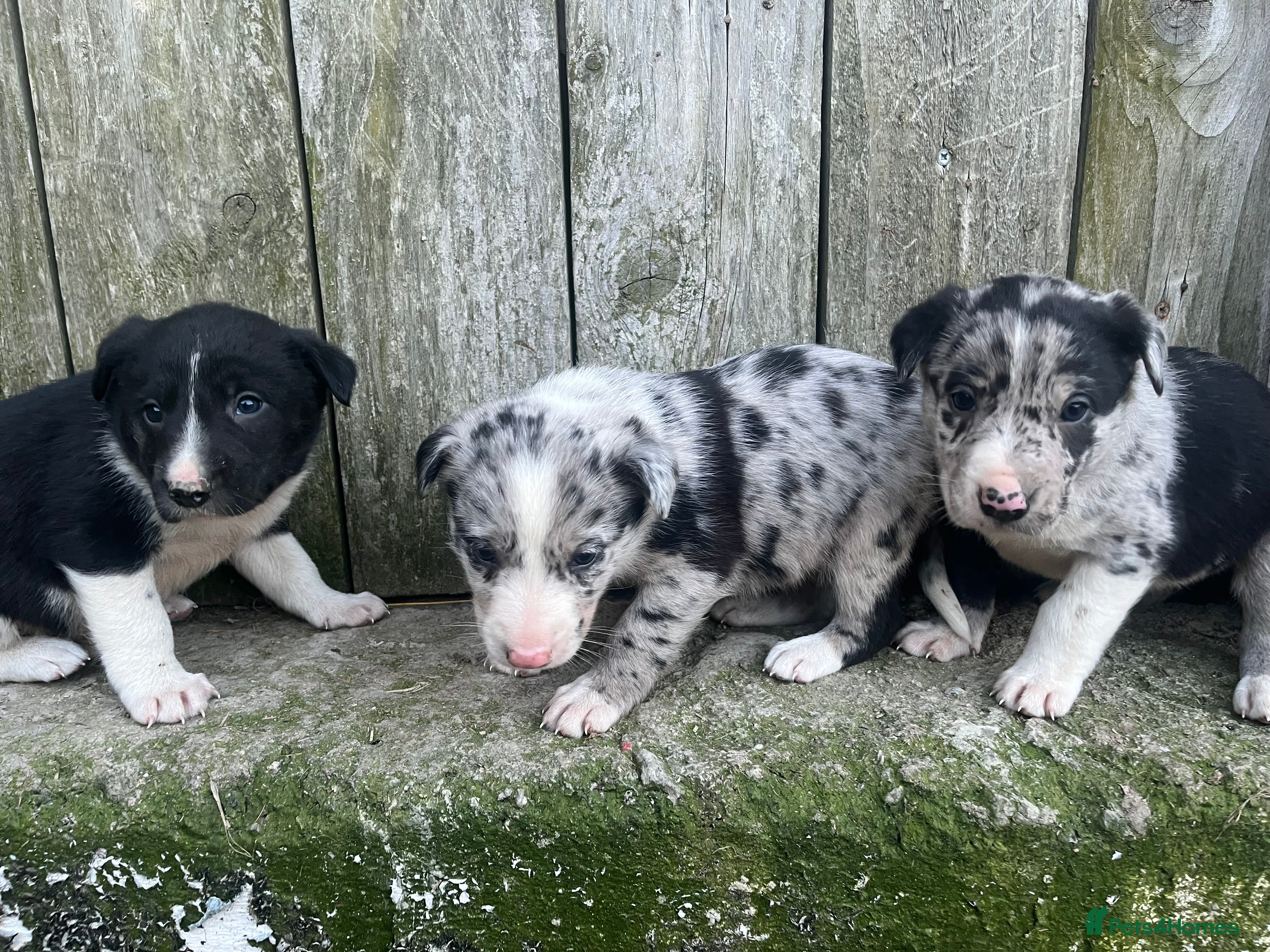 Mixed Breed dogs Border collie puppies - Advert 3