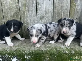 Mixed Breed dogs Border collie puppies - Advert 3
