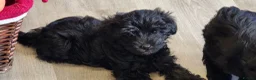 Yorkiepoo dogs for sale:  YORKIEPOOS PUPPIES  FROM LICENSED BREEDER.  - Advert 6