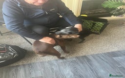 Patterdale Terrier dogs for sale: Sweet little Patterdale girl for sale  - Image 5