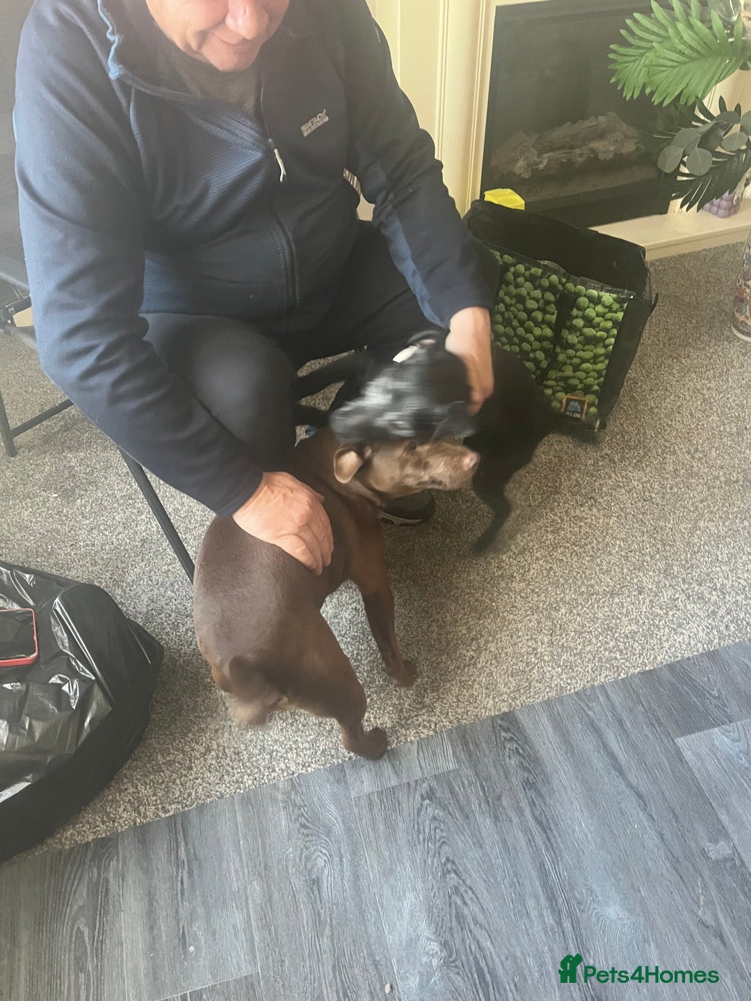 Patterdale Terrier dogs for sale: Sweet little Patterdale girl for sale  - Image 5