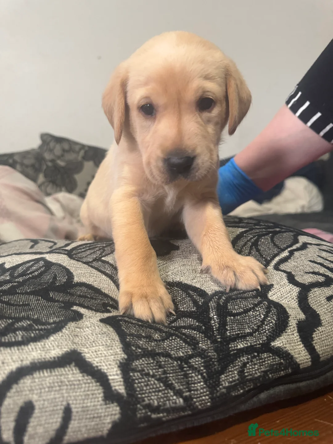 Labrador Retriever dogs for sale: 5 Puppies For Sale - Advert 6